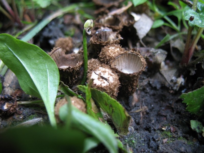 2006 cyathus striatus